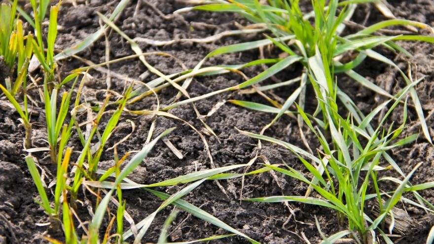 Jača pojava bolesti ozimih žitarica u ranijim rokovima sjetve - provedite zaštitu!