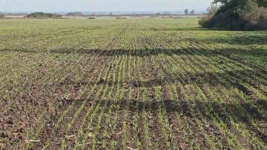 Cikade prisutne u usevima pšenice iz ranog roka setve. Šta preduzeti?