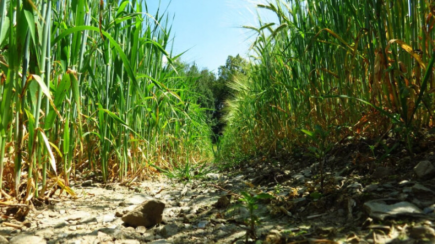 Očekujemo li visoke prinose ozimih žitarica?