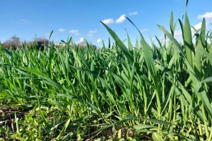 Na Produktnoj berzi izražena prva tražnja za pšenicom ovogodišnjeg roda