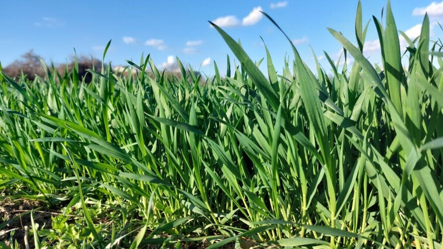 Biostimulatori u oziminama: Obrana od stresa i povećanje otpornosti