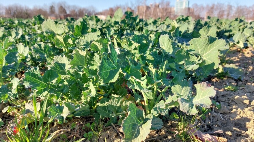 Od četvrtka svežije, u usevima uljane repice dominira pipa