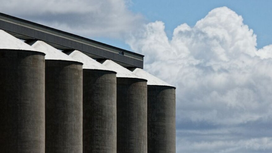 Pšenice proizvedeno 17 posto više