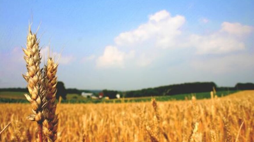 Slavonski silosi čekaju pšenicu