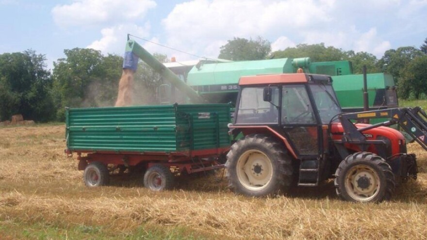 Veće površine pod žitaricama i uljanom repicom