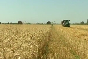 Zasijano najmanje pšenice u povijesti Hrvatske