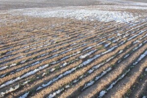 Ozimi usjevi na udaru temperaturnih oscilacija