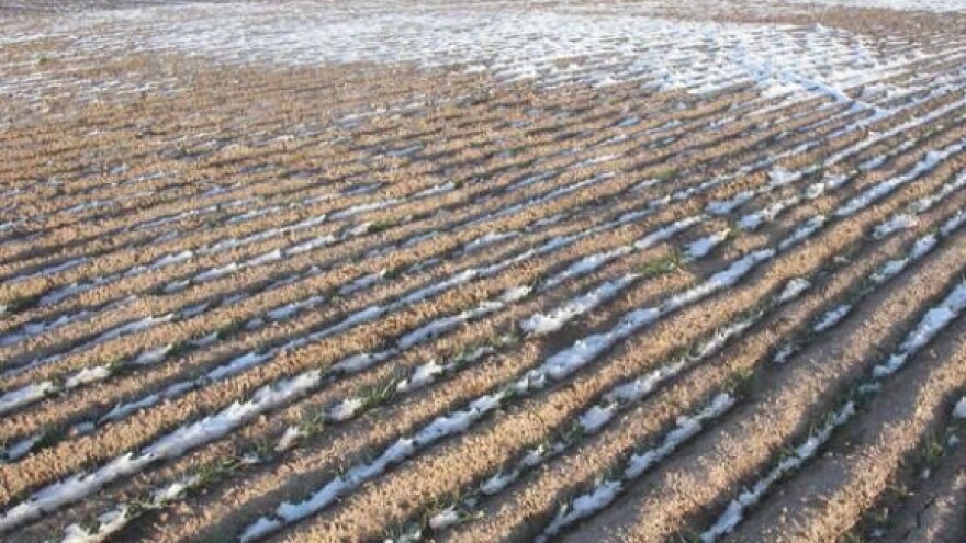Ozimi usjevi na udaru temperaturnih oscilacija