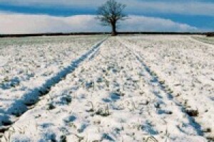 Niske temperature neće naštetiti pšenici