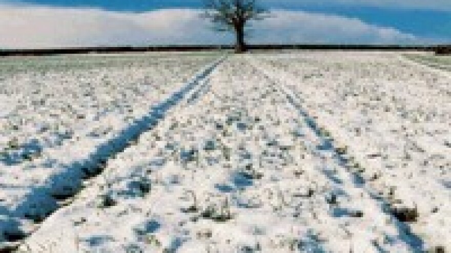 Niske temperature neće naštetiti pšenici