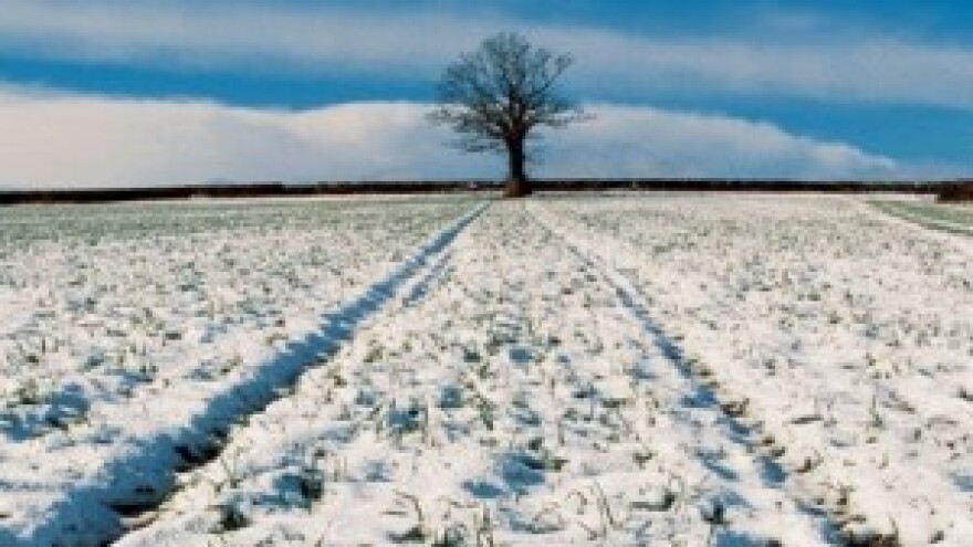 Snijeg će sačuvati slavonsku pšenicu na -15