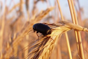 Kako očuvati uskladištene žitarice od štetnika?