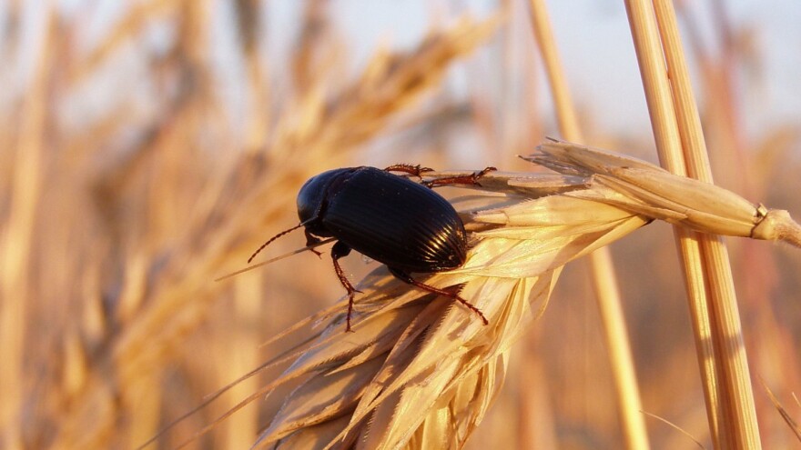 Kako očuvati uskladištene žitarice od štetnika?