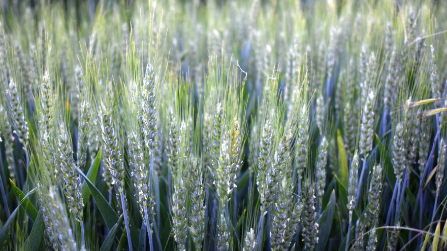 Studija otkrila kako pomoći žitaricama i smanjiti potrebu za azotnim đubrivima