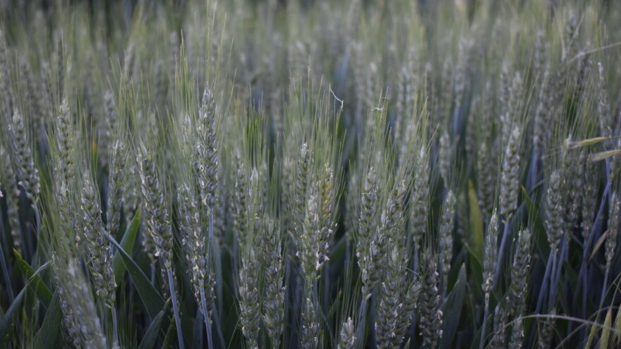 Dvije bolesti dominiraju strnim žitima, tretmane obaviti što prije