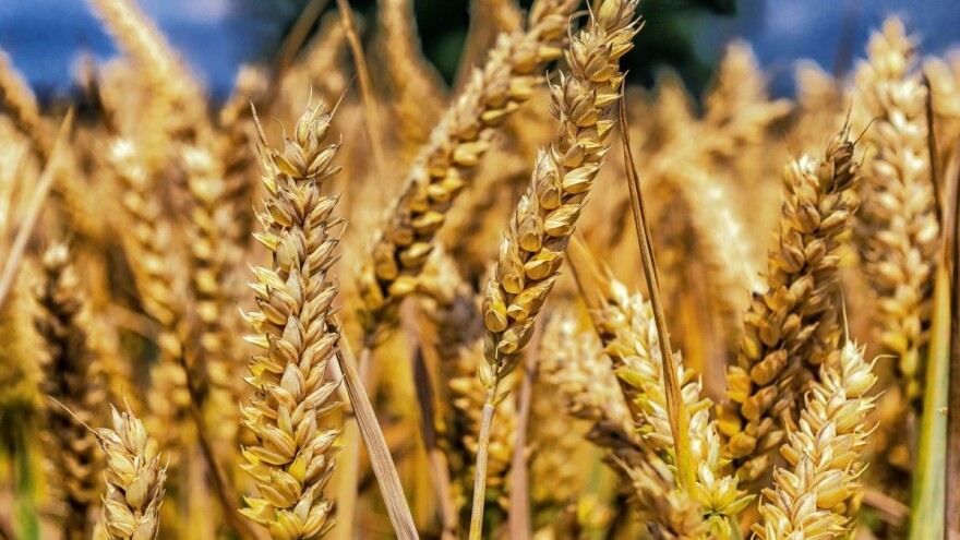 Izvozne cene ruske pšenice nastavile da jačaju uprkos sporijem izvoznom tempu