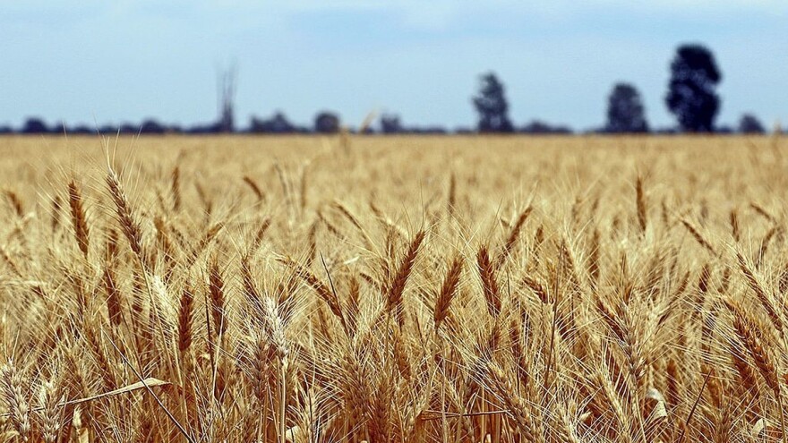Cijene pšenice u Rusiji i Ukrajini i dalje u padu