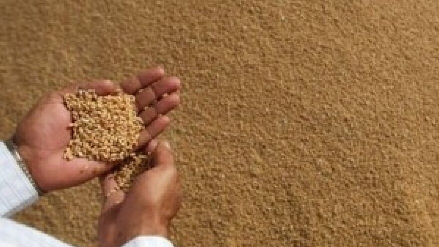 Buran tjedan na svjetskom tržištu žitarica i uljarica