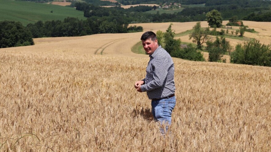 Pšenica domaćeg sjemena u dobroj kondiciji: Očekuju natprosječan prinos