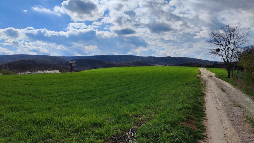 Do kraja mjeseca prijava površina pod pšenicom