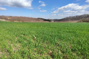 Kiša moguća do petka, pepelnica ugrožava useve pšenice