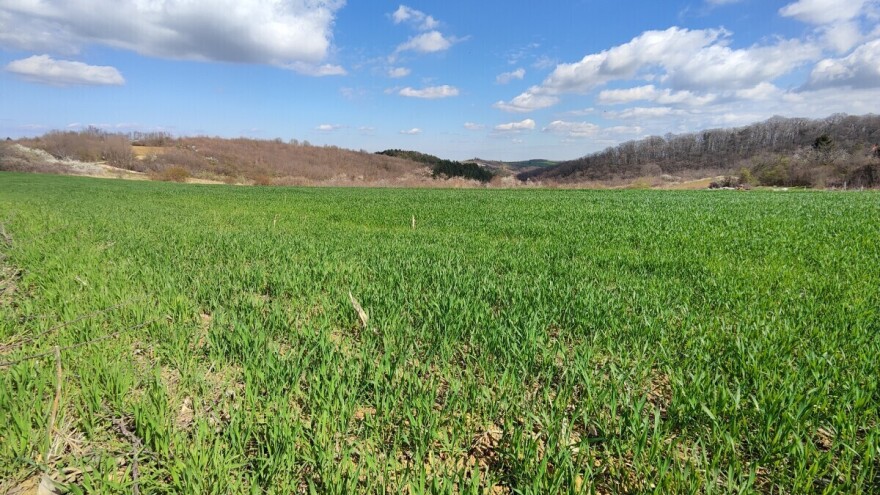 Kiša moguća do petka, pepelnica ugrožava useve pšenice