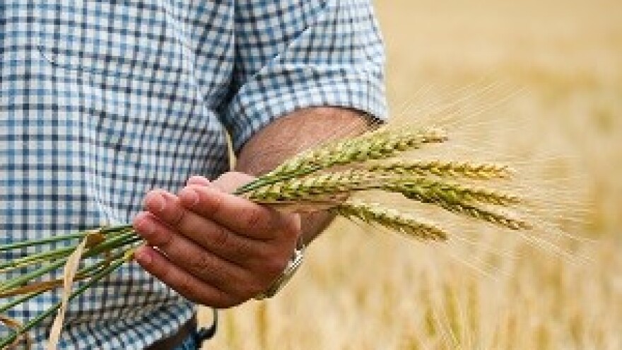 Što je novo na svjetskom tržištu žitarica?