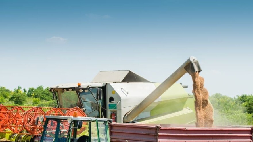 Ovogodišnji urod pšenice 25 posto veći