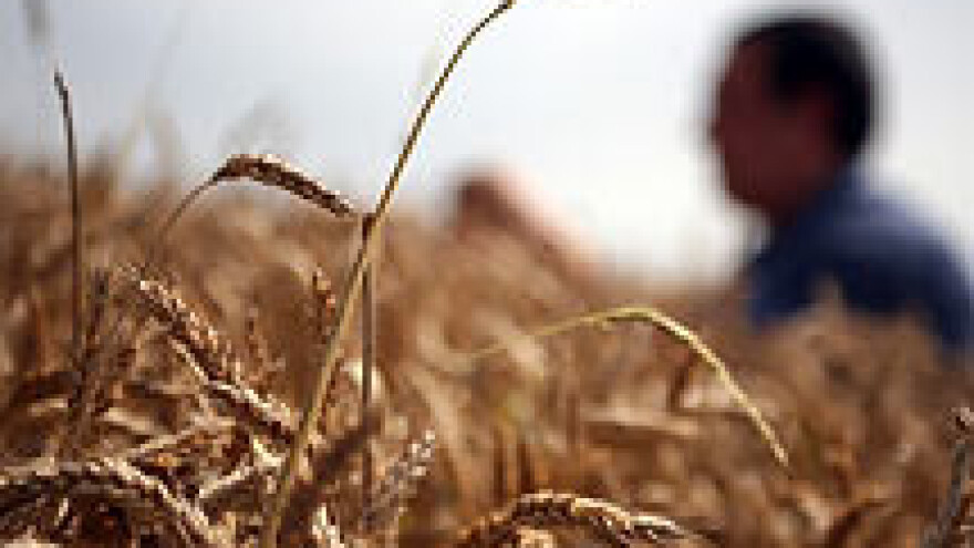 Proizvođači pšenice su na rubu