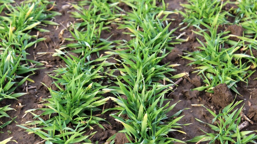 Donosi li najavljeno zahlađenje i štete na ozimim usjevima?