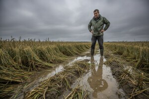Pšenica za stoku ili zaoravanje