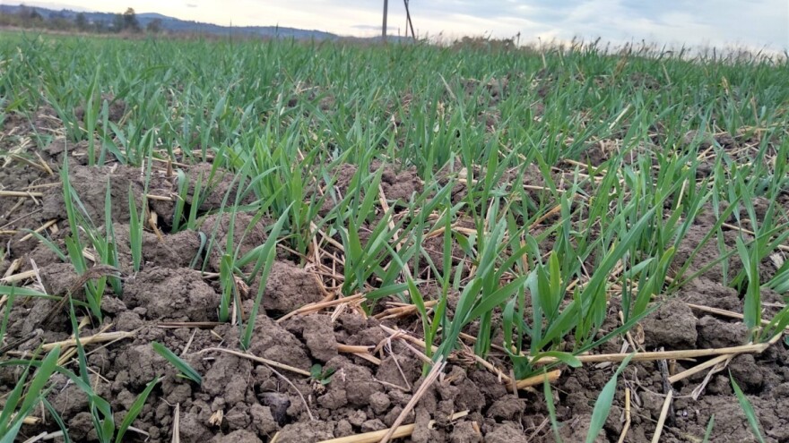Pšenica se dobro izbokorila, obratite pažnju na glodare