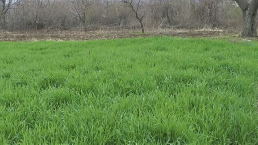 Stručnjaci savetuju: Pšenicu zaštititi iako nema znakova bolesti