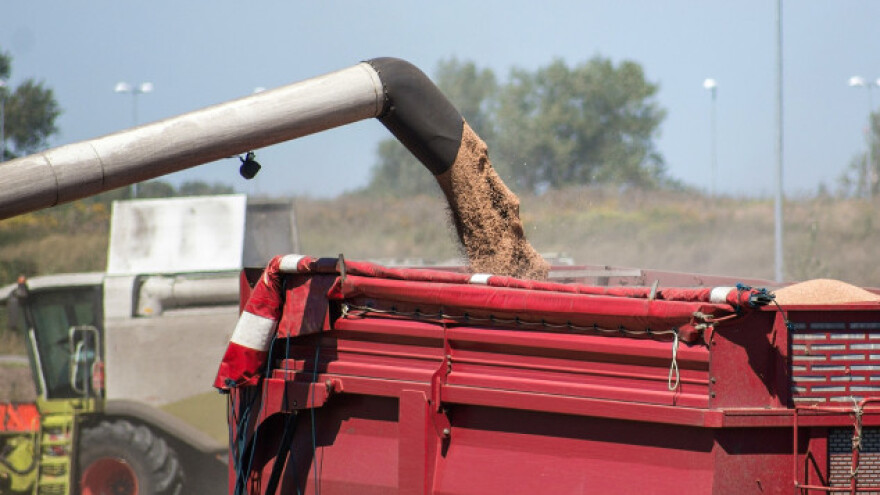 Žetva počela, cijena kukuruza pada