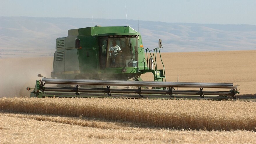 Rusija izvezla 48% više pšenice nego lani