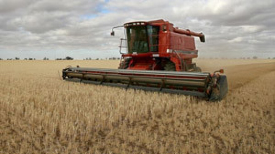 Smanjene površine pod pšenicom