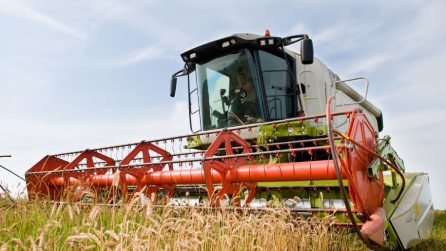 Otkupna cijena pšenice u blagom porastu