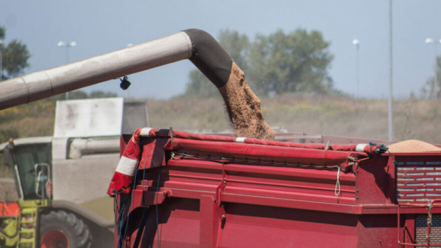 Zaražena pšenica dovela do pomutnje na tržištu