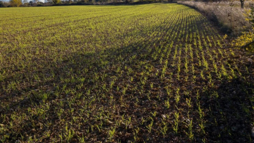 ASN ili KAN za prvu prihranu ozimih žitarica