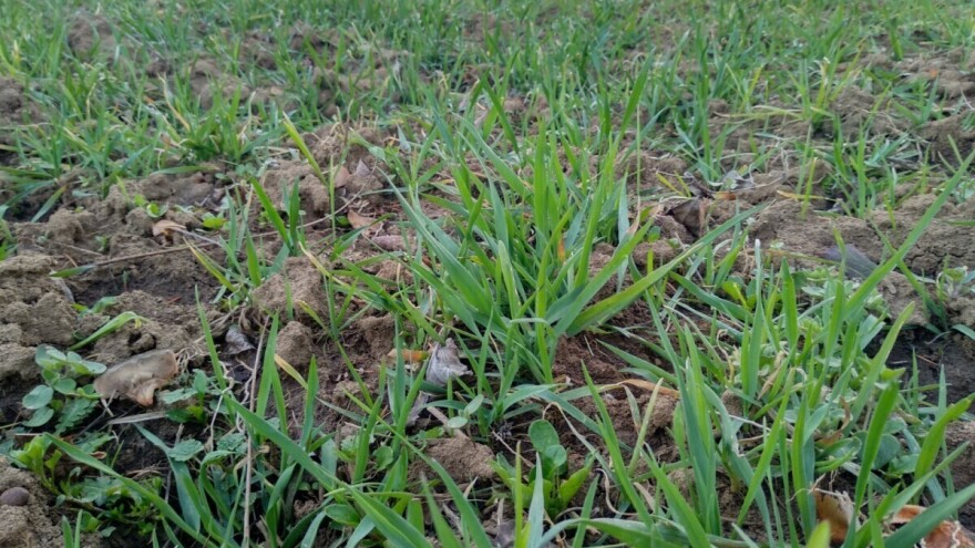 Vremenske prilike idealne su za prvo prihranjivanje strnina