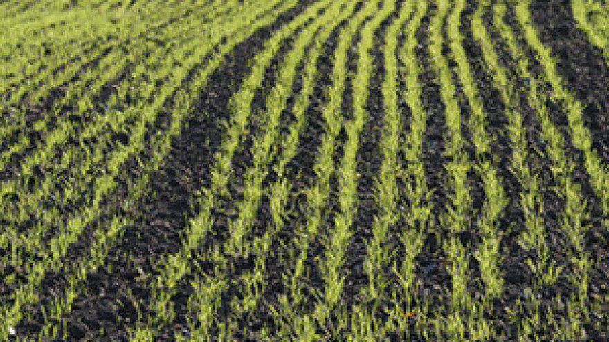 Usjevi pšenice i ječma vrlo dobri