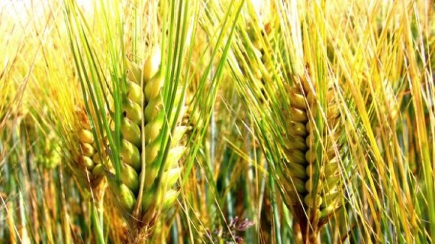 Seljaci u škarama cijena!