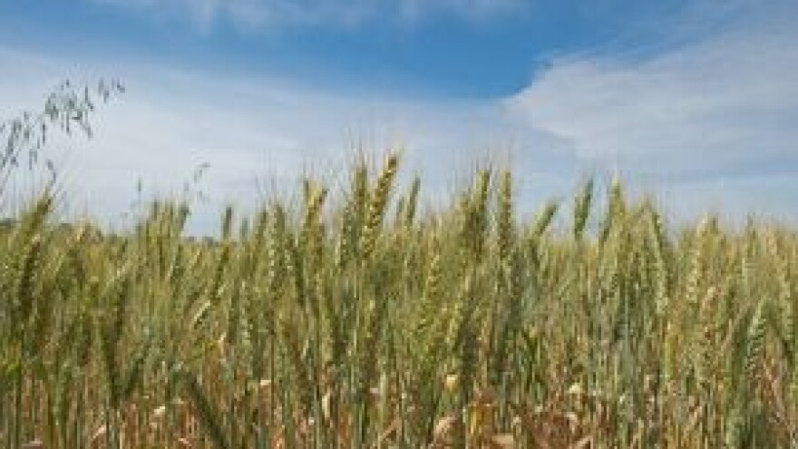 Novi lakši pad cijena žitarica i uljarica na svjetskom tržištu