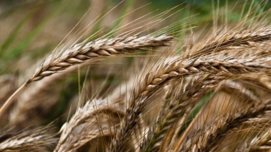 Hrvatsku pšenicu opet više cijene stranci!