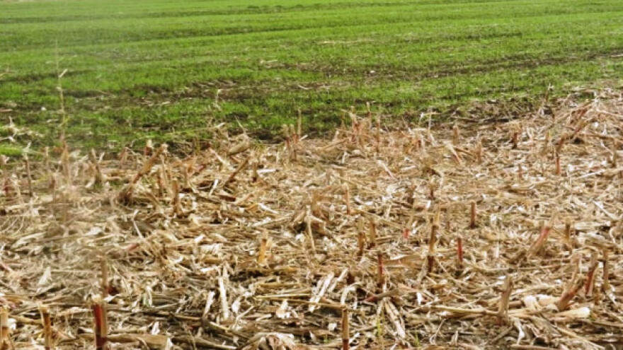 U Srednjem Banatu pšenica se još seje