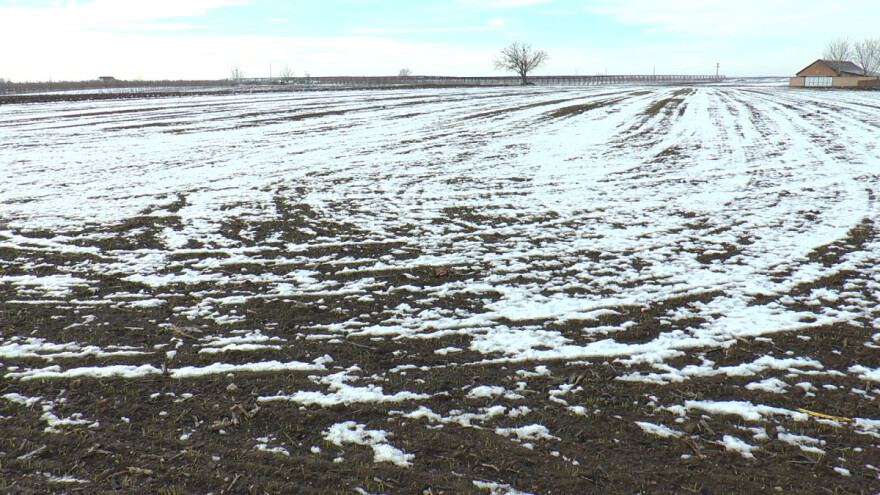 Sneg čuva pšenicu od mraza, a otapanje obezbeđuje vlagu