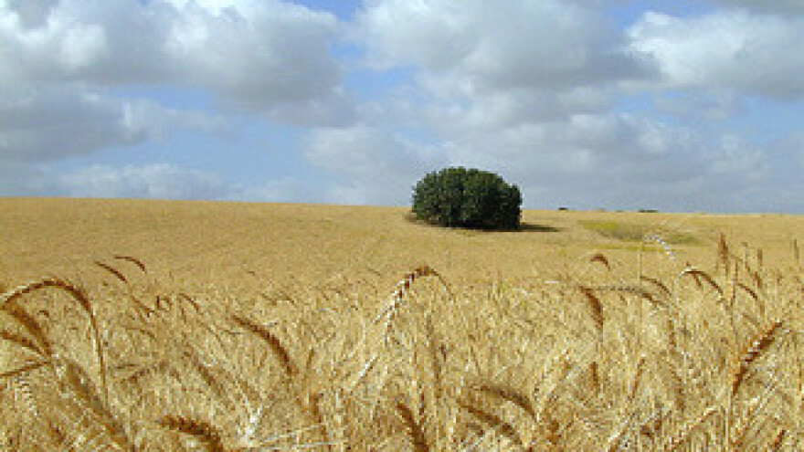 Najskuplja sjetva pšenice