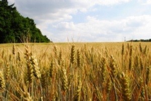 Svjetsko tržište žitarica u porastu