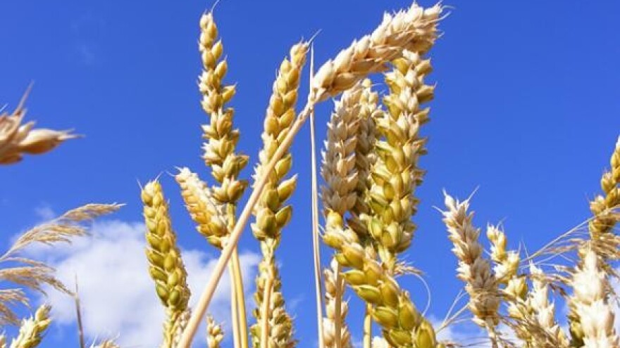 Pregovori o cijeni pšenice