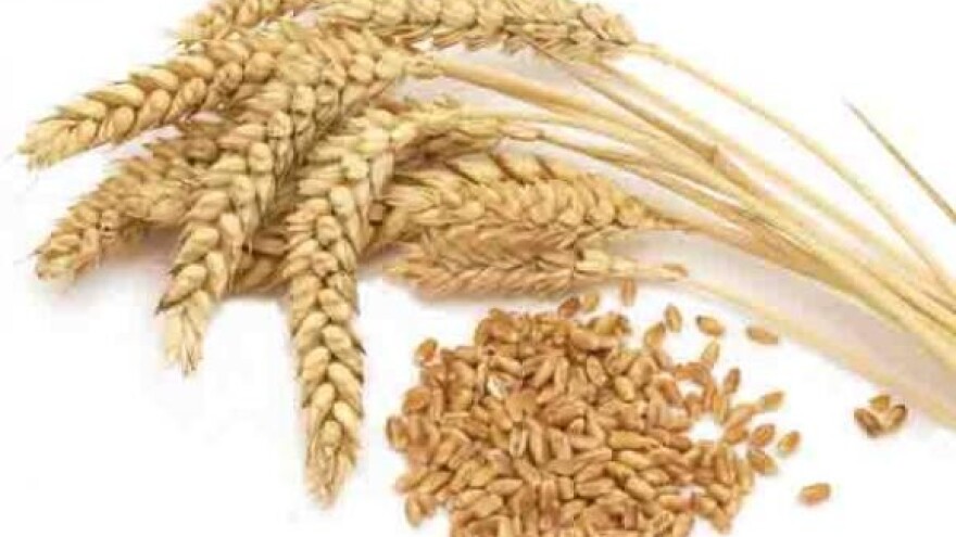 Kršenje pravilnika o otkupu pšenice